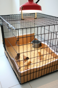 Wire Frame Brooder Box
