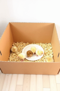 Cardboard Box Brooder