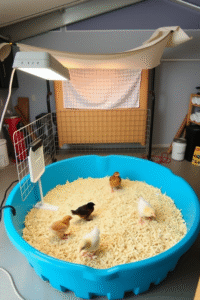 Kiddie Pool Brooder